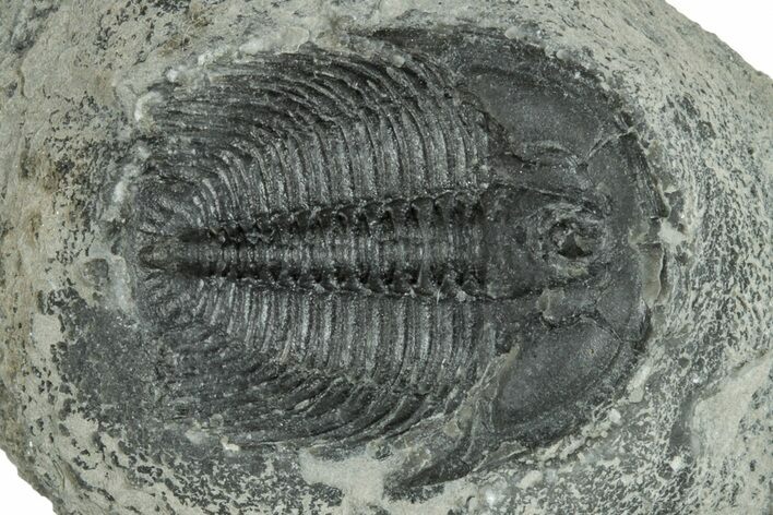 Upper Cambrain Trilobite (Labiostria) - British Columbia #246600